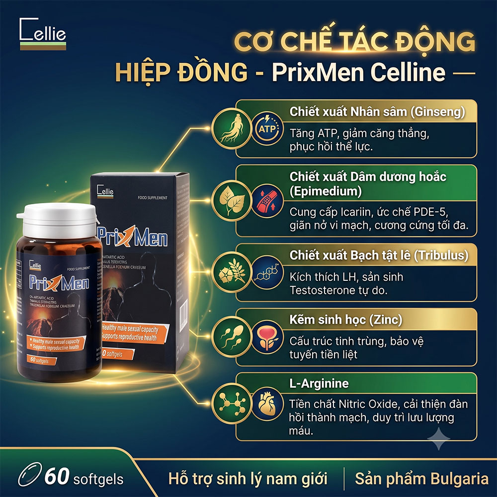 Cơ chế tác động hiệp đồng Prixmen Celline