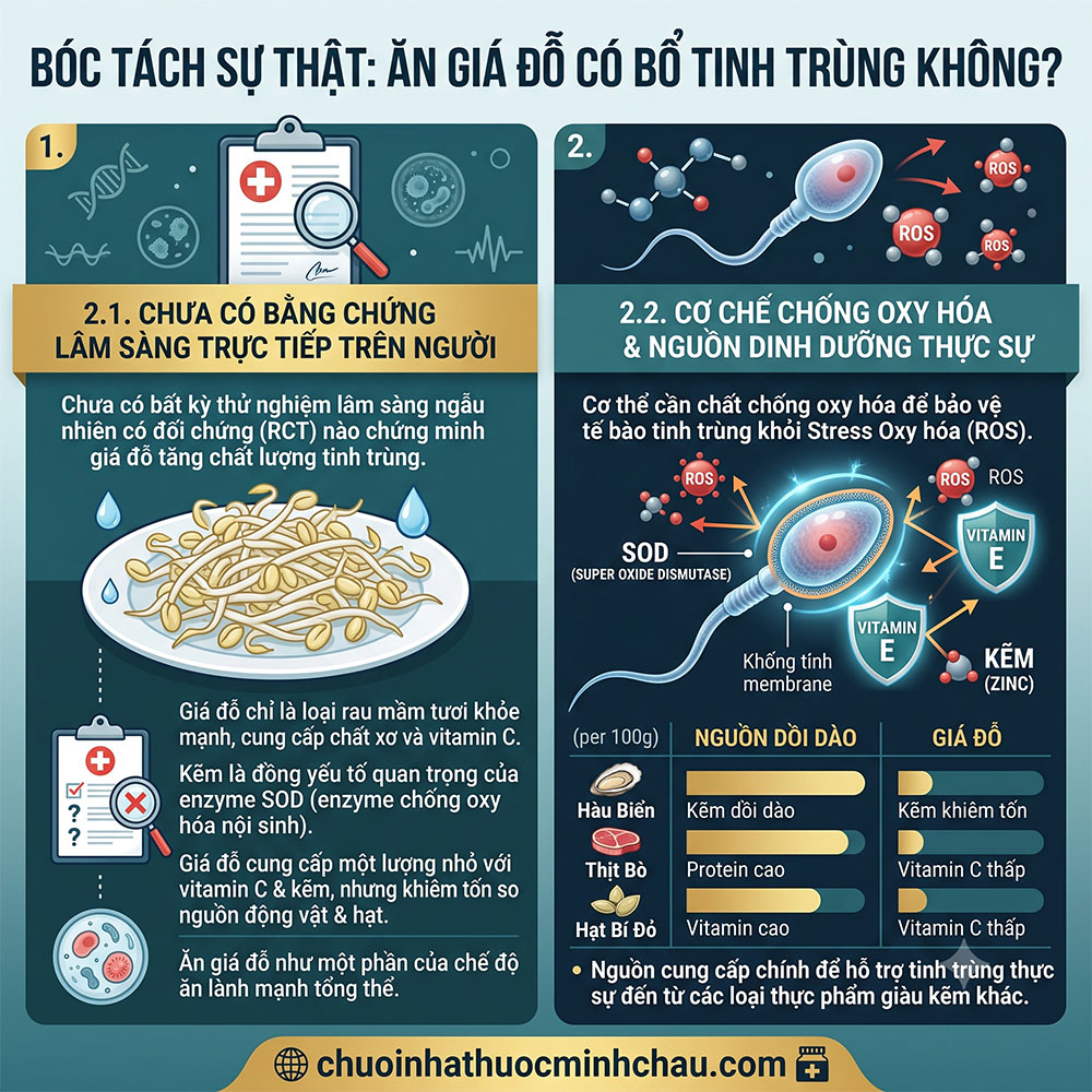Ăn giá đỗ có tác dụng gì cho nam giới - Bóc tách sự thật ăn giá đỗ có bổ tinh trùng không dưới lăng kính y học chứng cứ