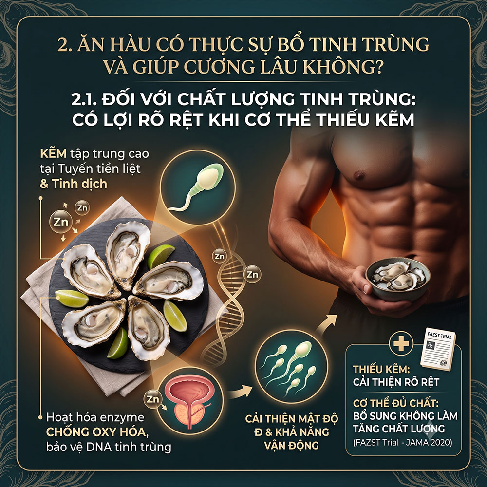 Ăn hàu có tác dụng gì cho nam giới - Cơ chế kẽm cải thiện chất lượng tinh trùng theo thử nghiệm FAZST JAMA