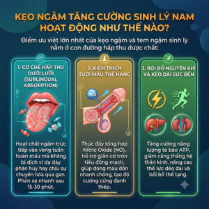 Cơ Chế Hoạt Động Của Kẹo Ngậm Tăng Cường Sinh Lý Nam