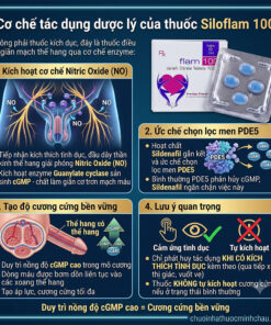 Sơ đồ cơ chế tác dụng dược lý của thuốc Siloflam 100 ức chế men PDE5 và duy trì cGMP giúp cương cứng bền vững
