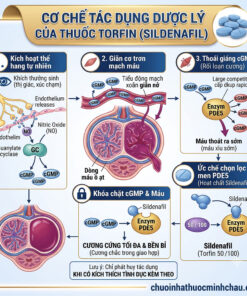 Sơ đồ cơ chế tác dụng dược lý của thuốc Torfin Sildenafil ức chế chọn lọc men PDE5 giúp giãn cơ trơn thể hang và duy trì cương cứng