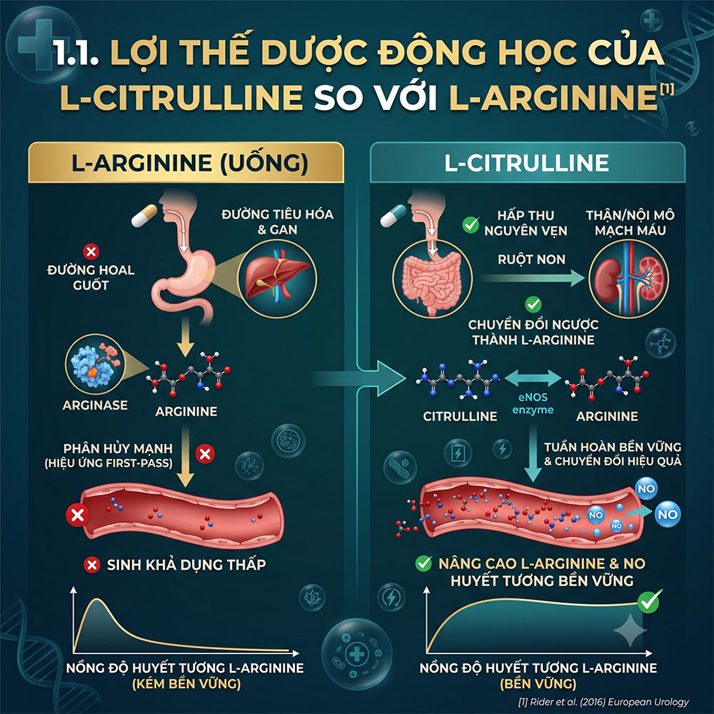 Tác dụng của dưa hấu và chuối với sinh lý nam - So sánh dược động học của L-Citrulline và L-Arginine qua đường tiêu hóa