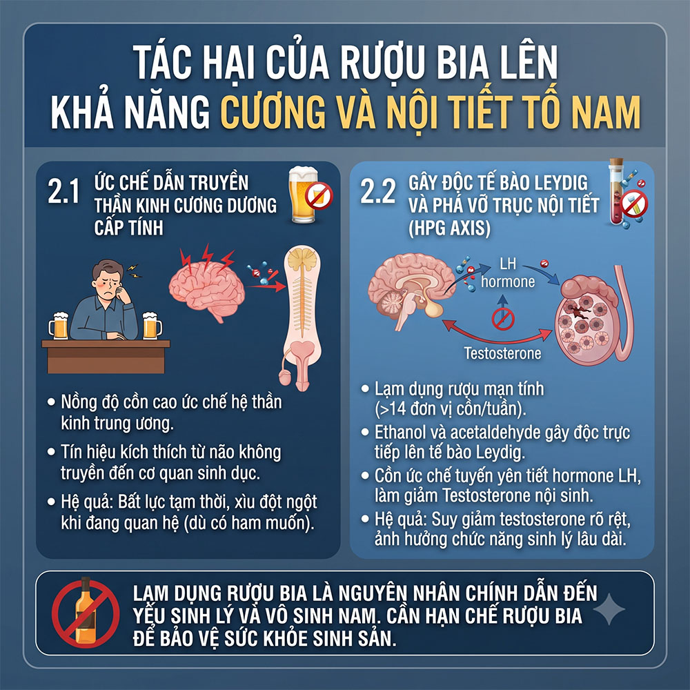 Tác hại của rượu bia và thuốc lá với sinh lý nam - Cơ chế rượu bia ức chế dẫn truyền thần kinh và trục nội tiết testosterone