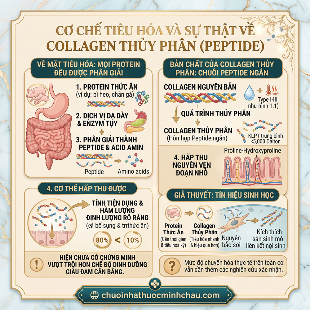 Cơ chế tiêu hóa protein thức ăn và sự thật về hấp thu collagen thủy phân peptide qua niêm mạc ruột