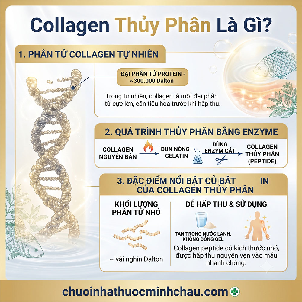 Collagen thủy phân là gì cấu trúc phân tử tự nhiên quá trình enzyme và đặc điểm peptide hấp thu nhanh