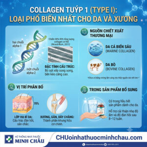 Collagen tuýp 1 type 1 loại phổ biến nhất cho da và xương cấu trúc vị trí phân bố và nguồn chiết xuất