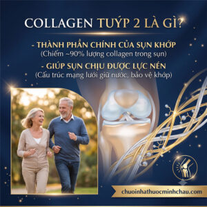 Collagen tuýp 2 là gì? Thành phần chính chiếm khoảng 90% lượng collagen trong sụn khớp giúp sụn chịu lực nén
