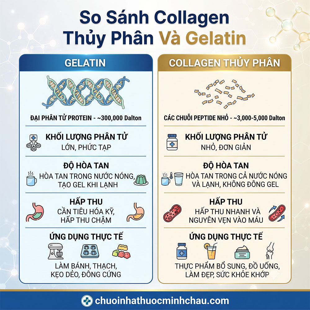 So sánh collagen thủy phân và gelatin khối lượng phân tử độ hòa tan khả năng hấp thu và ứng dụng thực tế