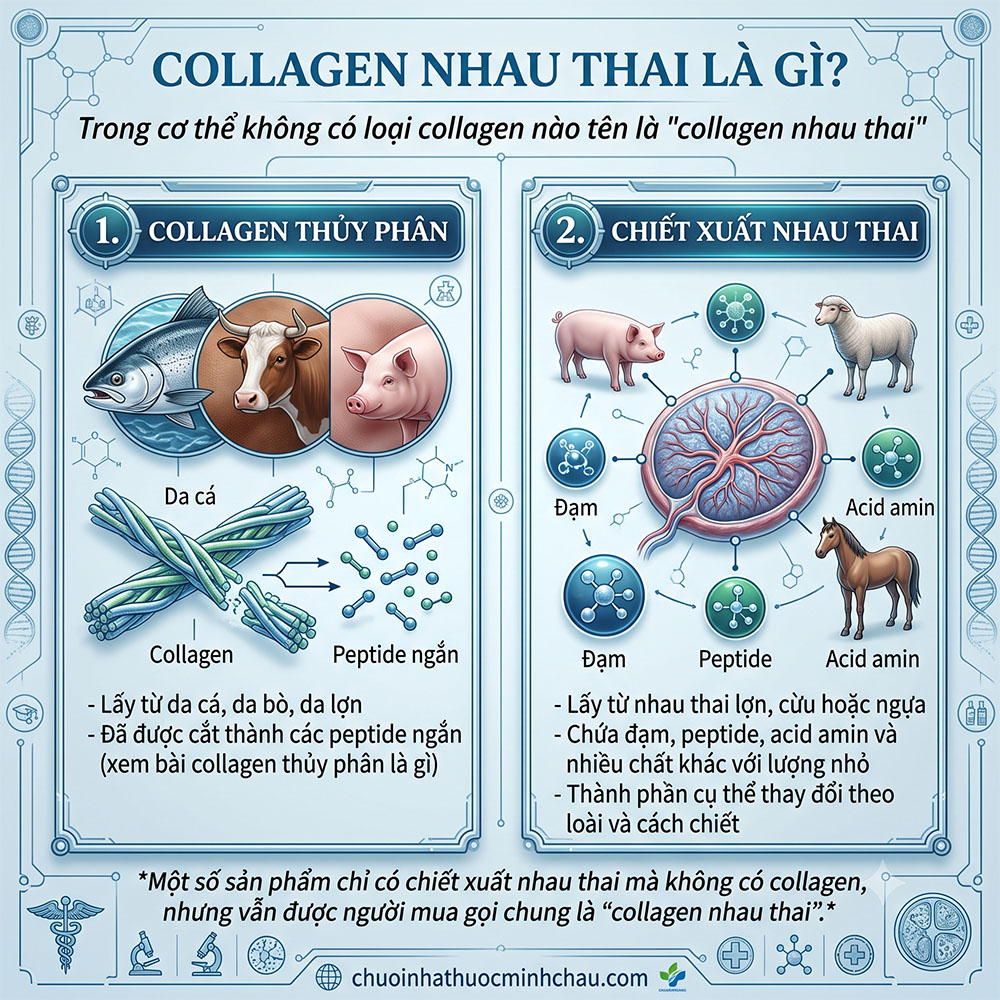 Uống collagen nhau thai có tác dụng gì: phân tích bằng chứng nghiên cứu Nagae 2020 trên da và tổng quan Papp 2025 về triệu chứng mãn kinh