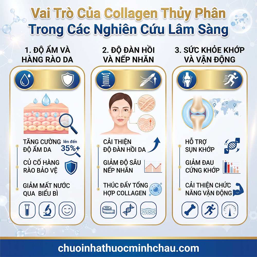 Vai trò của collagen thủy phân trong các nghiên cứu lâm sàng độ ẩm hàng rào da độ đàn hồi và sức khỏe khớp